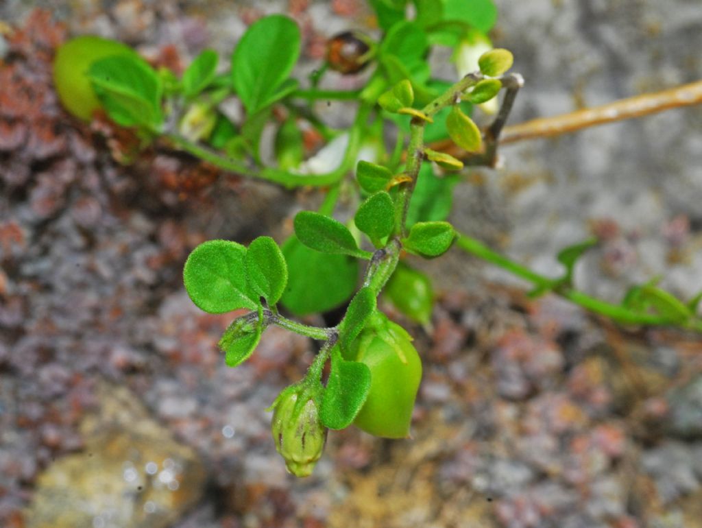 Minuscoli fiori bianchi con frutti verdi: Salpichroa origanifolia (Solanaceae)